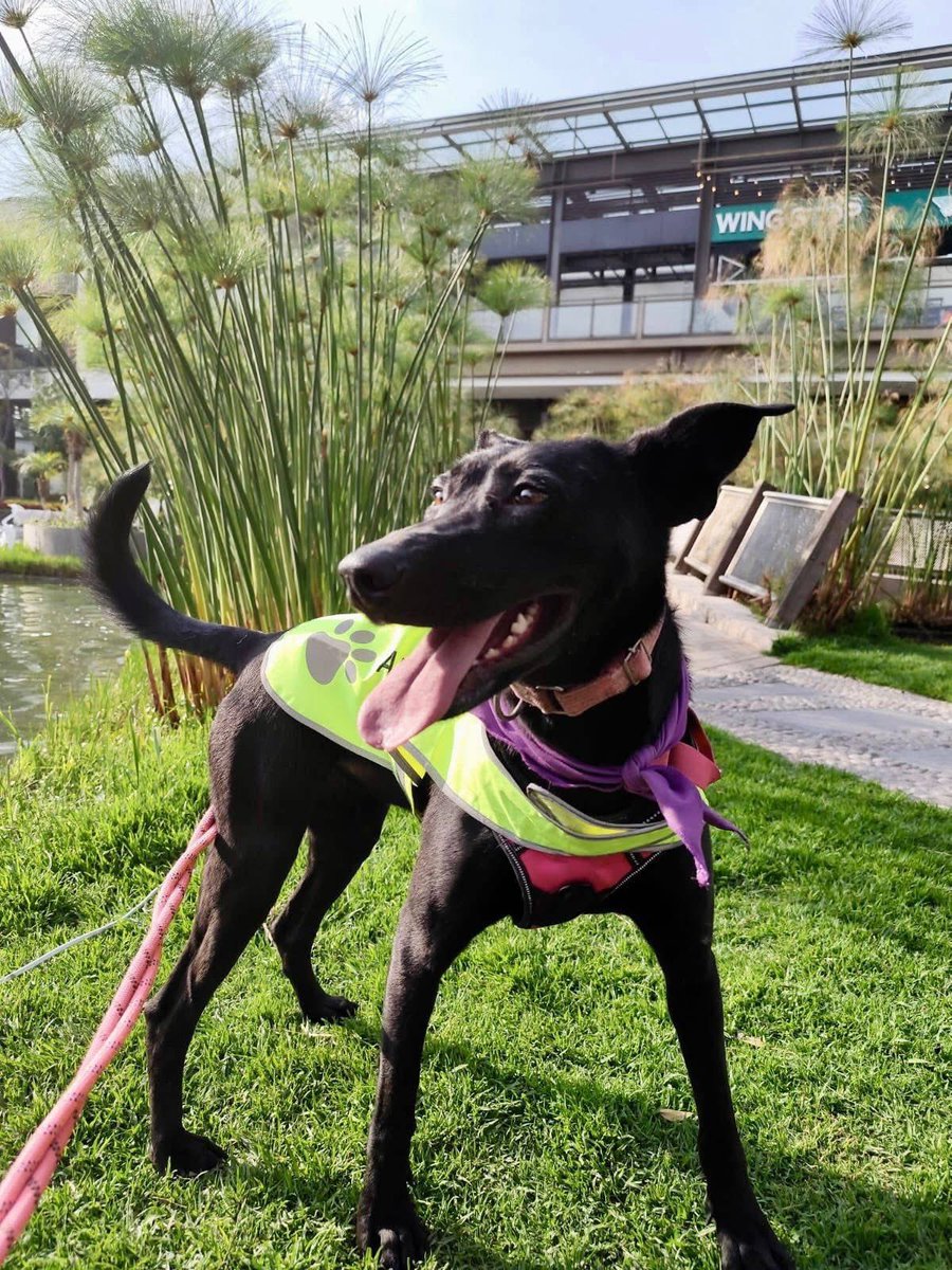 RescateAnimal's tweet photo. 🟢 ¿ME ADOPTAS?
¡Me llamo Bella! Conoce más 👇🏻

♀️ Hembra | 2 año | talla mediana
✴️ Mix de Pastor Mallinois negro 
✅ Desparasitada, vacunada y esterilizada
💟 Convive con perritos
🇲🇽 Adopción solo en CDMX 

☎️ ¡Conóceme!
Becky
https://t.co/veEP2b4M15 https://t.co/e5uFygj6il