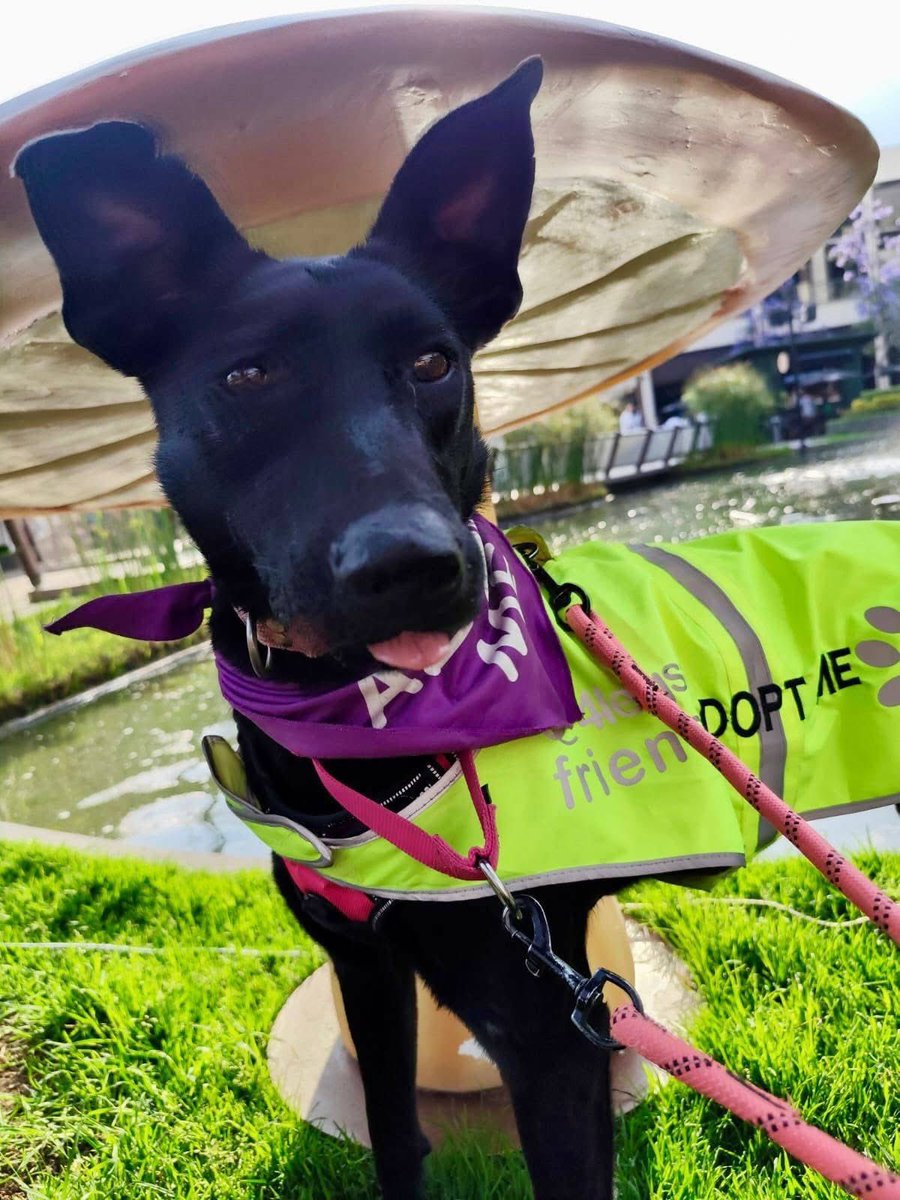 RescateAnimal's tweet photo. 🟢 ¿ME ADOPTAS?
¡Me llamo Bella! Conoce más 👇🏻

♀️ Hembra | 2 año | talla mediana
✴️ Mix de Pastor Mallinois negro 
✅ Desparasitada, vacunada y esterilizada
💟 Convive con perritos
🇲🇽 Adopción solo en CDMX 

☎️ ¡Conóceme!
Becky
https://t.co/veEP2b4M15 https://t.co/e5uFygj6il