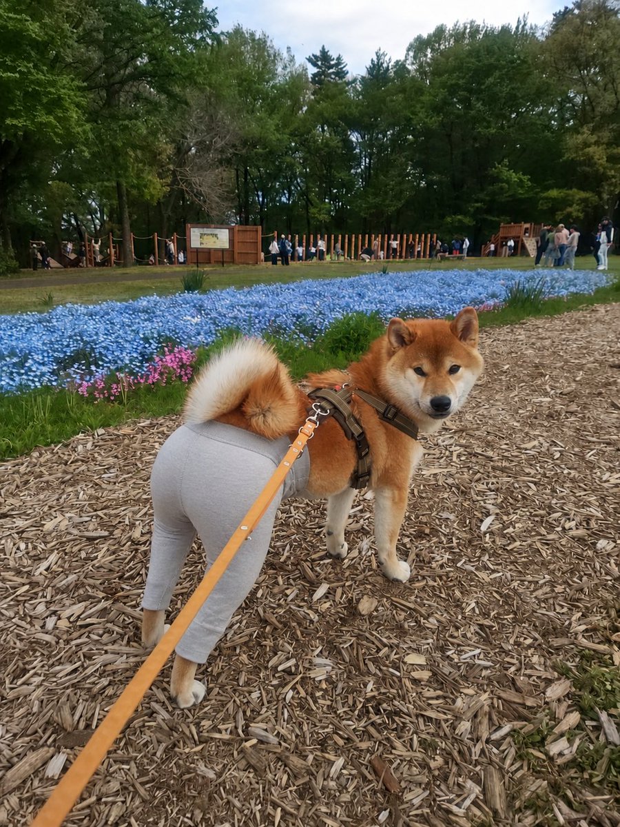 散歩して💩したくなったらどうする😀
