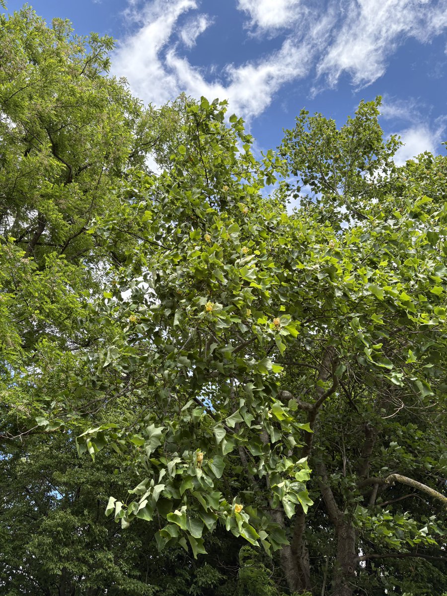 ExeterTrees's tweet photo. Tulip tree https://t.co/lFL7djPN9H
