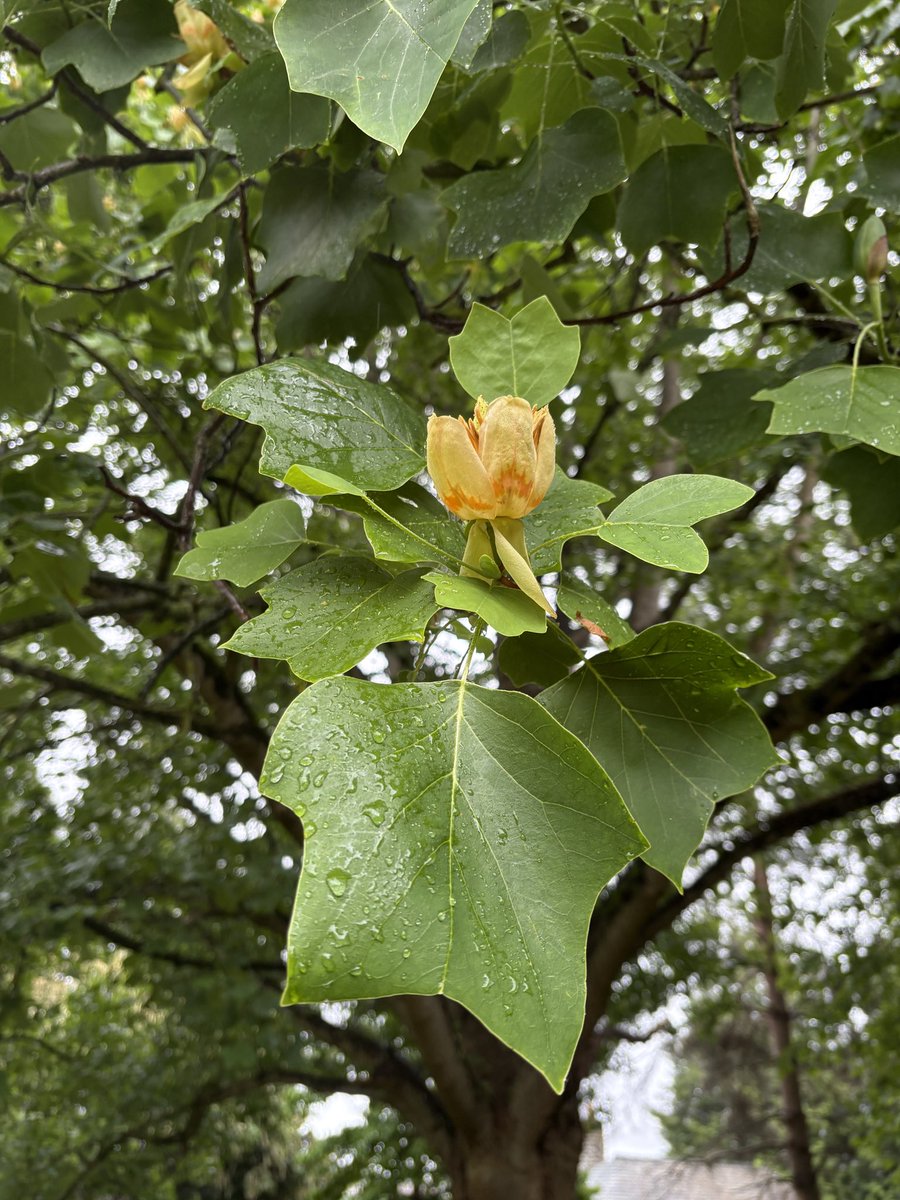 ExeterTrees's tweet photo. Tulip tree https://t.co/lFL7djPN9H