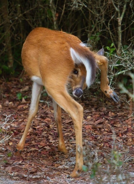 Deer2hhl's tweet photo. @bloodiedfvngs sorry if i cause you to be afraid https://t.co/ugG1iR7vBO