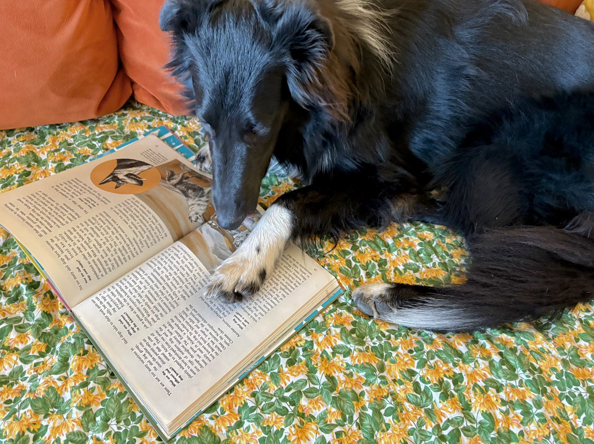 WilmaBenton19's tweet photo. Thanks to @annielynnshea I got some dog books from @LittleBearconvo bookshop. I’m reading the How and Why of Dogs one and making sure the collie info is accurate. 
#DogsOfX #DogsOfTwitter https://t.co/nOAKx6bPf1
