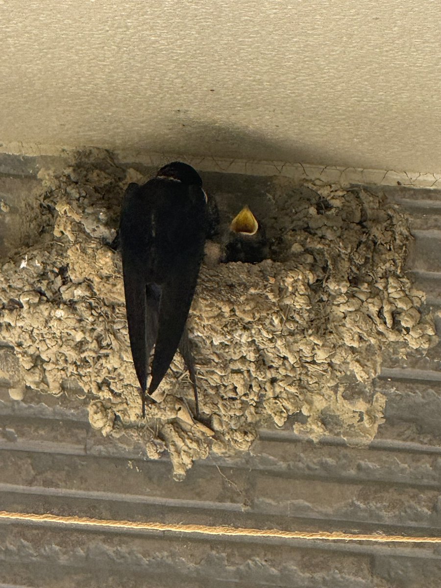 AtelierBiscotto's tweet photo. 今年は3羽確認！！！
めちゃくちゃ元気いっぱい https://t.co/T2pX2Y4pWx