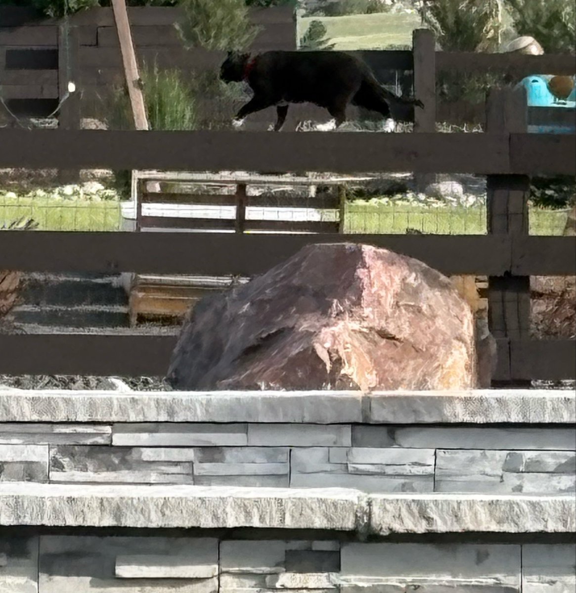 2PeasnaPod2's tweet photo. Red alert ‼️ There was a cat 🐈‍⬛ in my neighbor’s yard!
Bark! Bark! Bark! https://t.co/s0hFGJF0JX