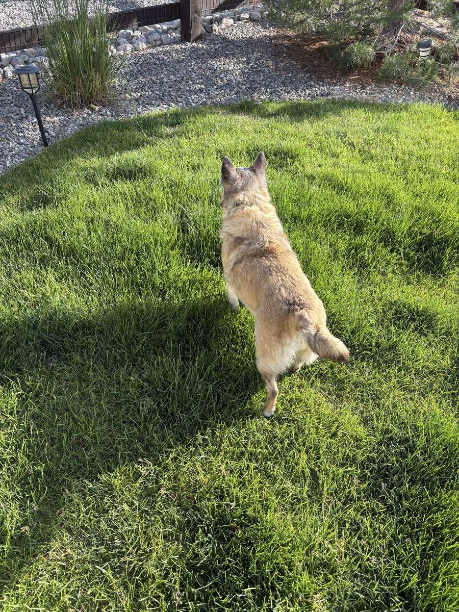 2PeasnaPod2's tweet photo. Red alert ‼️ There was a cat 🐈‍⬛ in my neighbor’s yard!
Bark! Bark! Bark! https://t.co/s0hFGJF0JX