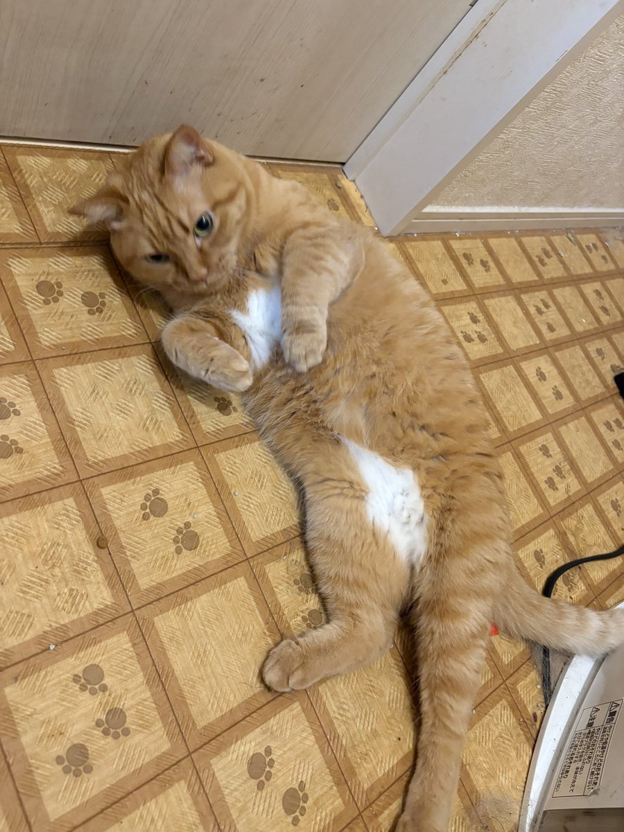 pluto101dqx's tweet photo. 🙋‍♂️「そこ退いてください」
🐈「はい退いた」 https://t.co/xqU7Wj9LOI