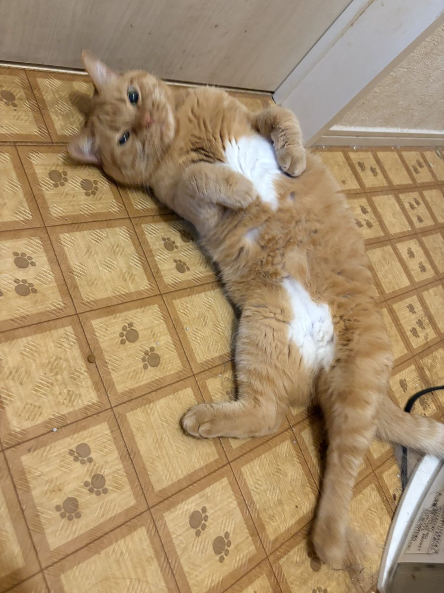 pluto101dqx's tweet photo. 🙋‍♂️「そこ退いてください」
🐈「はい退いた」 https://t.co/xqU7Wj9LOI