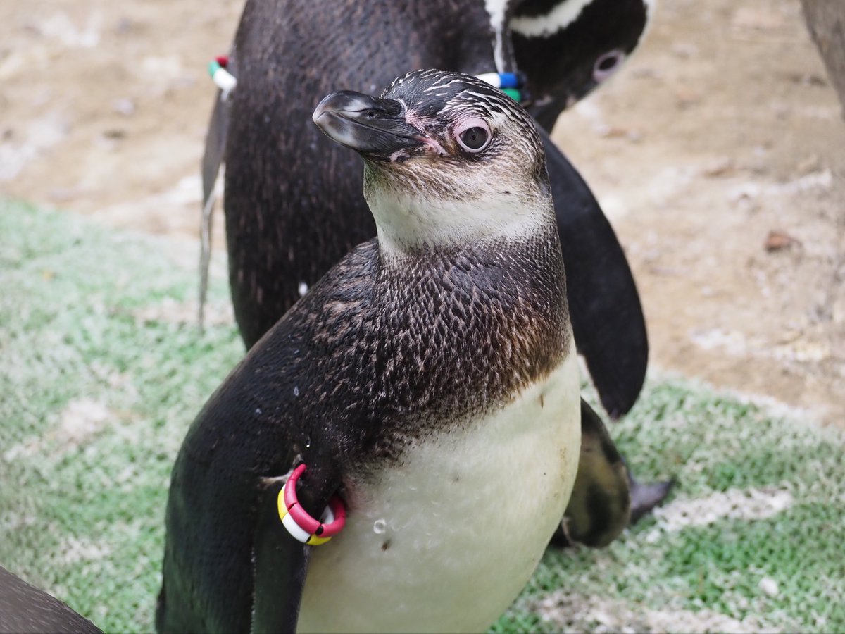 _umigatari_'s tweet photo. ＼＼\  6月5日〜7日限定 /／／
マゼランペンギン亜成鳥の体重測定を実施します🐧💙✨
時間は13:00から！
2Fマゼランペンギンミュージアムの屋外エリアで
おこないます🤩

#うみがたり
#マゼランペンギン https://t.co/sdt5b7gsKi