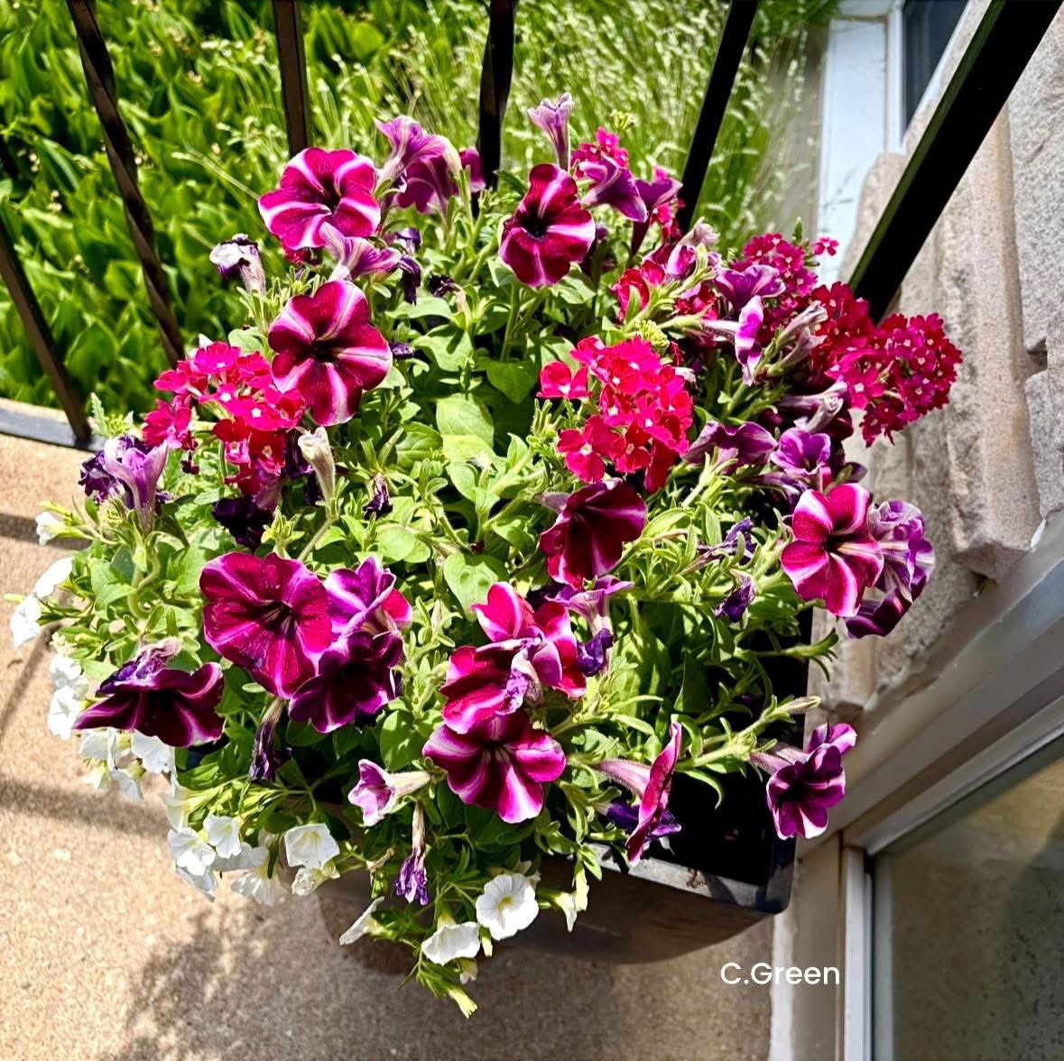 Chynableu's tweet photo. Beautiful flowers 🌺 https://t.co/Wrc5W9B1M3