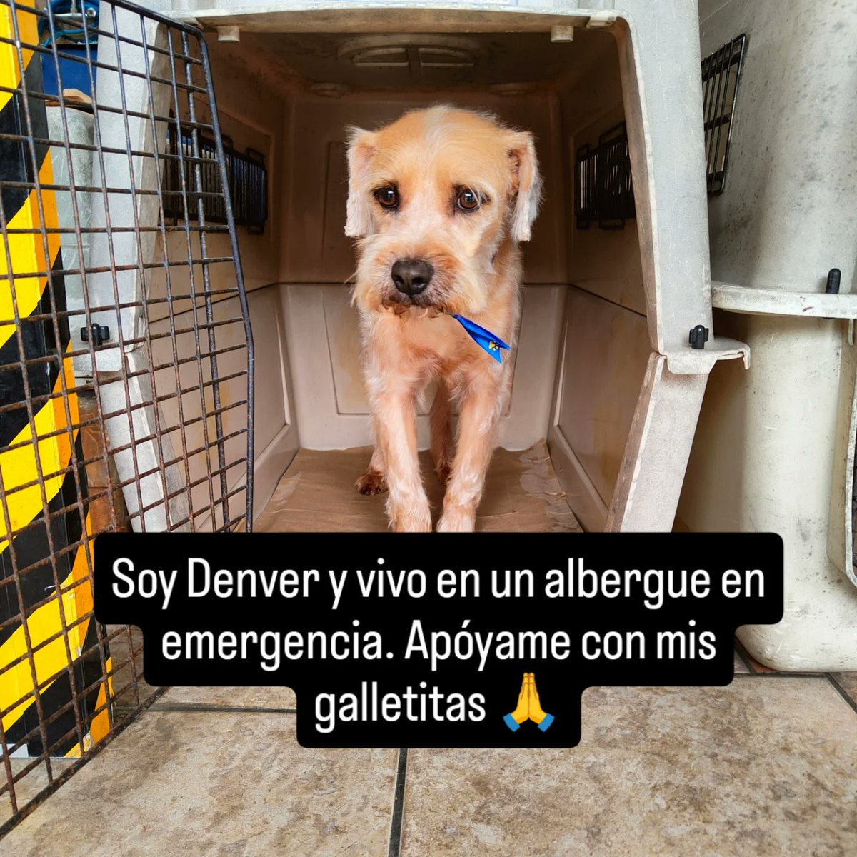 rommyb's tweet photo. ÚNETE A LA CRUZADA PANCITAS LLENAS 
En el albergue La Voz de Los Animales tenemos hasta el domingo para reunir fondos. Nos han donado 40 soles 👏pero nos faltan 2080 para comprar los 20 sacos de alimento y no dejar hambrientos a nuestros cobijados. Plin 975096690 YAPE 994352469 https://t.co/sldKtwxf19