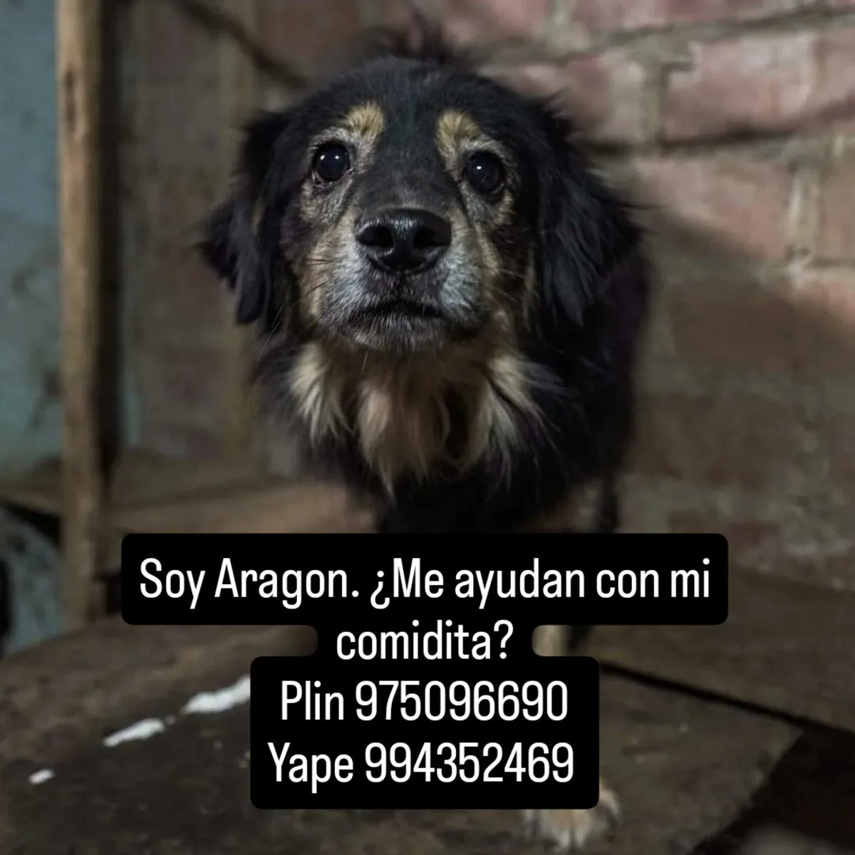 rommyb's tweet photo. ÚNETE A LA CRUZADA PANCITAS LLENAS 
En el albergue La Voz de Los Animales tenemos hasta el domingo para reunir fondos. Nos han donado 40 soles 👏pero nos faltan 2080 para comprar los 20 sacos de alimento y no dejar hambrientos a nuestros cobijados. Plin 975096690 YAPE 994352469 https://t.co/sldKtwxf19