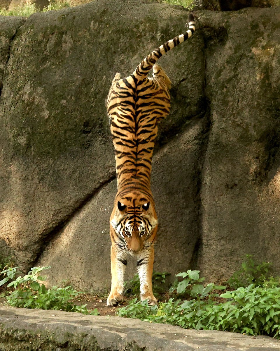 4VyczlmHPjgSL4r's tweet photo. はまZOO (浜松市動物園)水堀にて
「しなやかに、美しく」
#浜松市動物園
#アムールトラ
#サーシャ
R8.5/18撮影📷 https://t.co/JpjO7cYAP8
