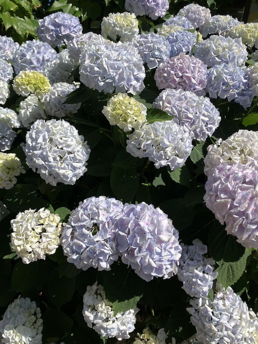 amlmimcmem's tweet photo. 綺麗な紫陽花、たくさん
ついつい撮っている写真をみると、私は白〜水色が好きみたいです https://t.co/sOvJq5hvSk