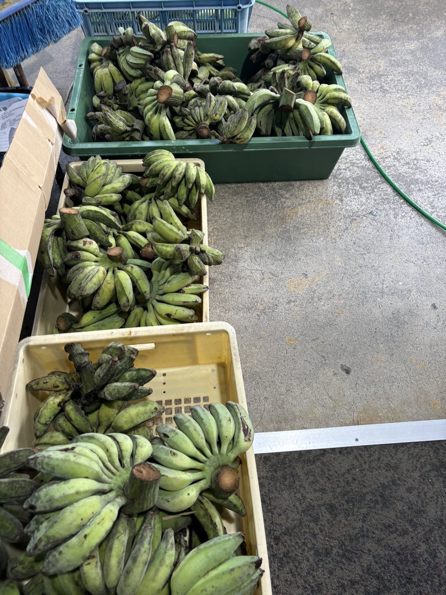 ryukyup's tweet photo. 台風で木が倒れて売り物にならなくなったバナナ🍌
ドンキーコング来そうだな。
好きなだけ貰えるからラッキー♪
熟したらバナナケーキとかジュースにしよう🍌 https://t.co/yY1FaYF4ra