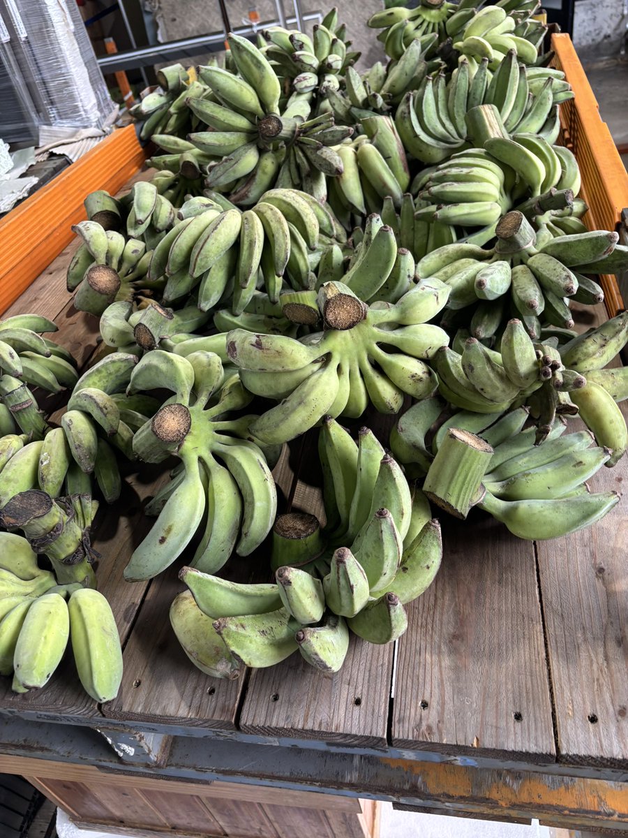 ryukyup's tweet photo. 台風で木が倒れて売り物にならなくなったバナナ🍌
ドンキーコング来そうだな。
好きなだけ貰えるからラッキー♪
熟したらバナナケーキとかジュースにしよう🍌 https://t.co/yY1FaYF4ra