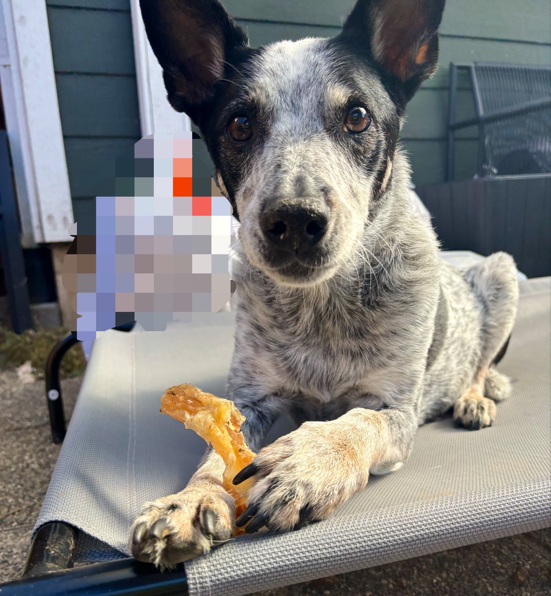 underrscoremac's tweet photo. it’s his birthday say happy birthday please his name is buddy he is 12 now https://t.co/QdSe9CaZkf