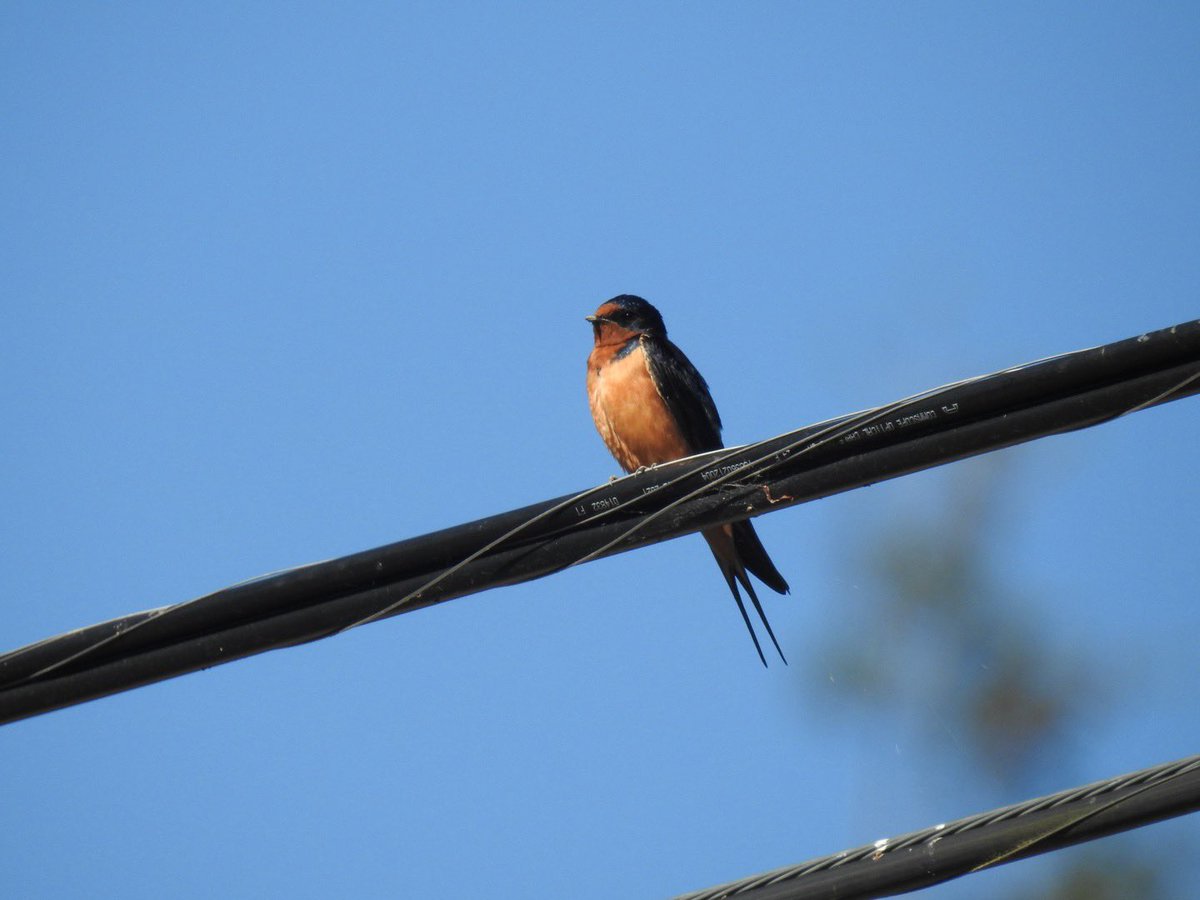 lgyubt's tweet photo. freaking awesome barn swallow and lesser goldfinch https://t.co/GfWa0wHF5G