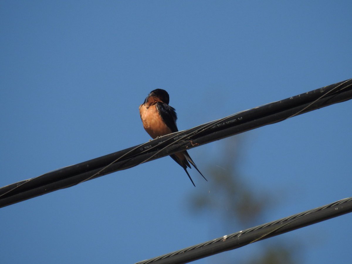 lgyubt's tweet photo. freaking awesome barn swallow and lesser goldfinch https://t.co/GfWa0wHF5G