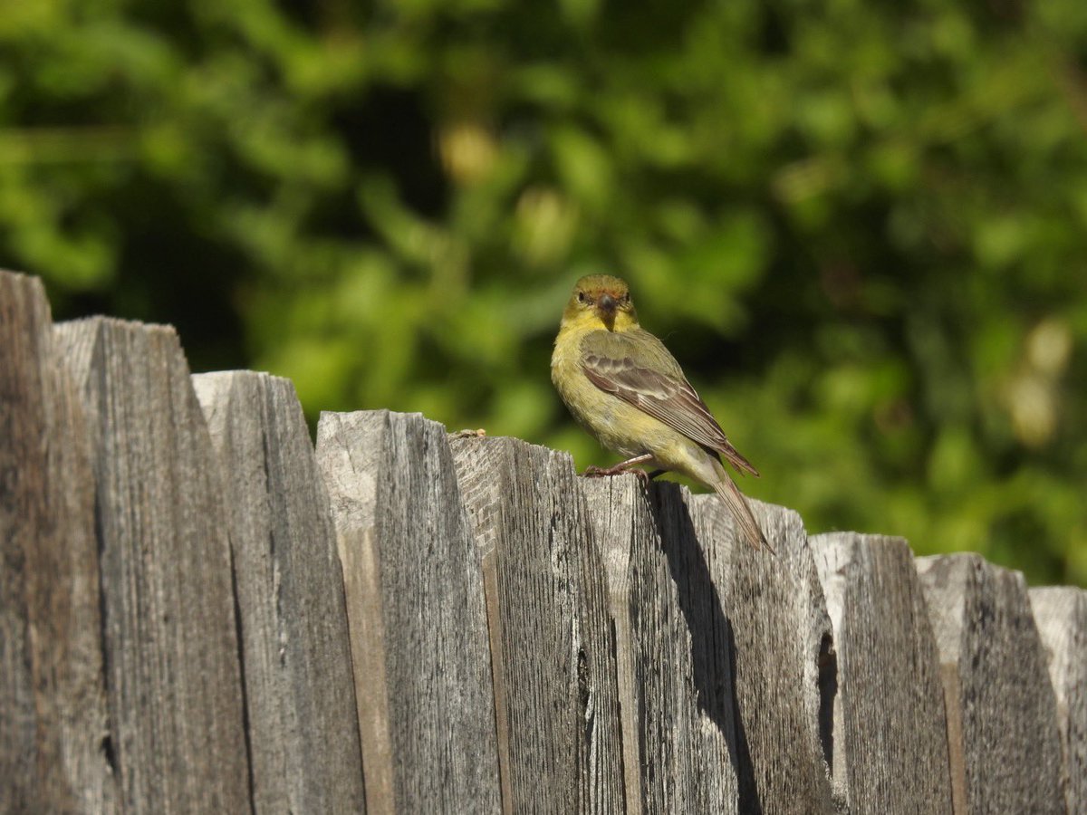 lgyubt's tweet photo. freaking awesome barn swallow and lesser goldfinch https://t.co/GfWa0wHF5G