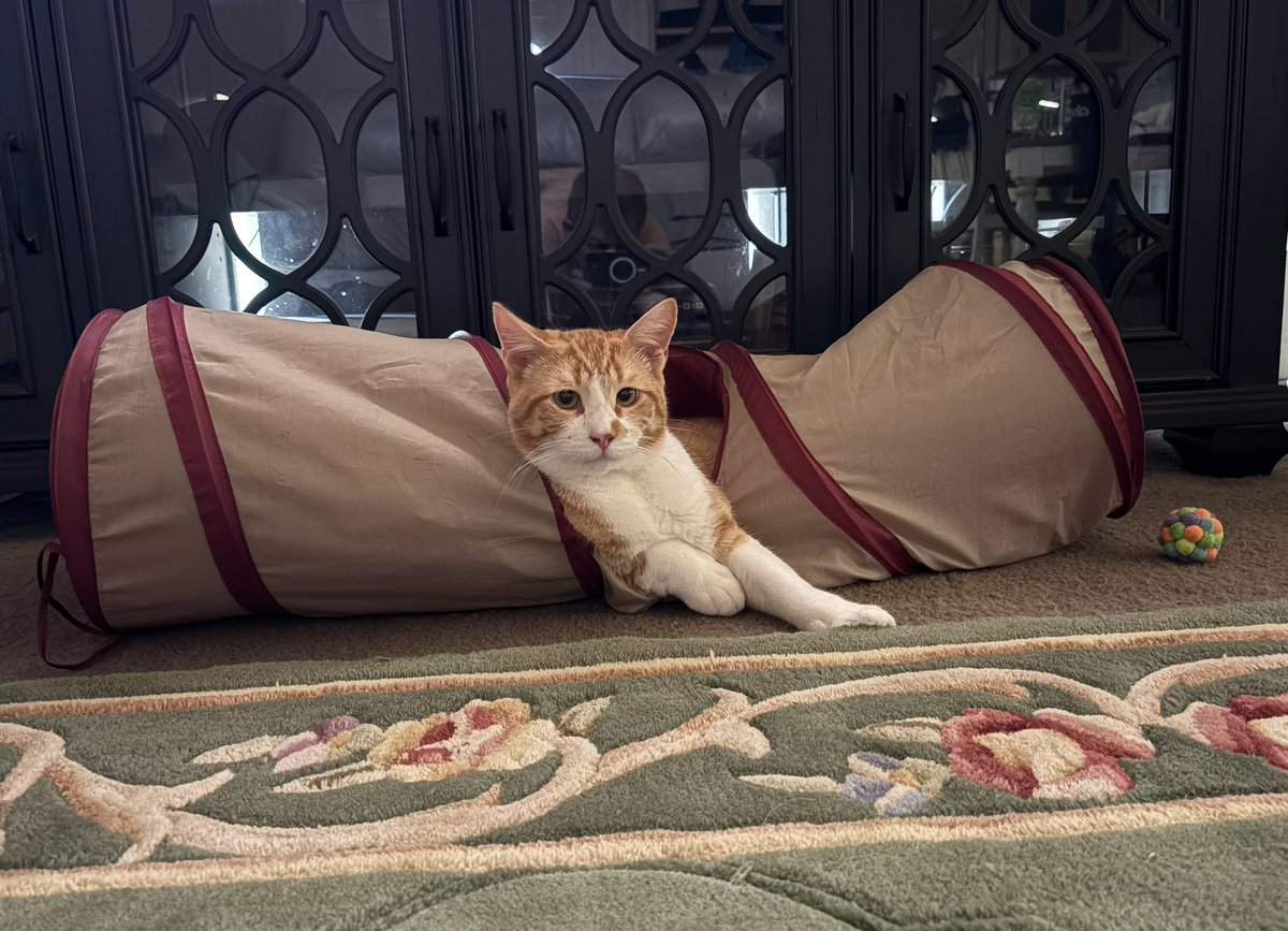 meowkittything's tweet photo. Sunny is only 9 months old and he’s getting bigger than the tube!!! https://t.co/fWmXxStcos