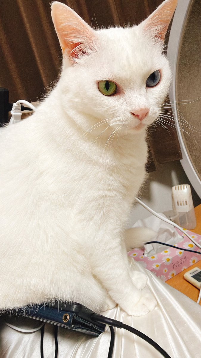 おきたおは〜〜〜☀️☀️☀️ 寝る前の猫たちと朝起きたらお腹の上の