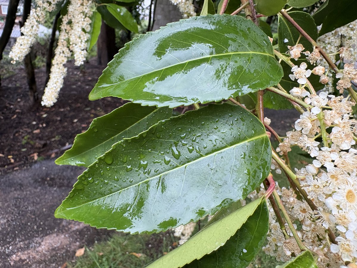 ExeterTrees's tweet photo. Portuguese laurel https://t.co/IspiPQCDoy