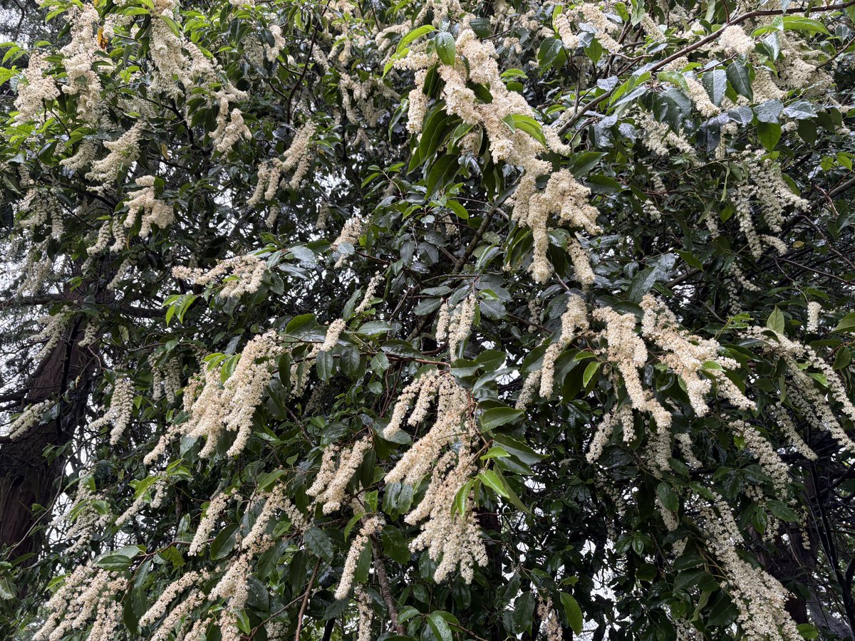 ExeterTrees's tweet photo. Portuguese laurel https://t.co/IspiPQCDoy