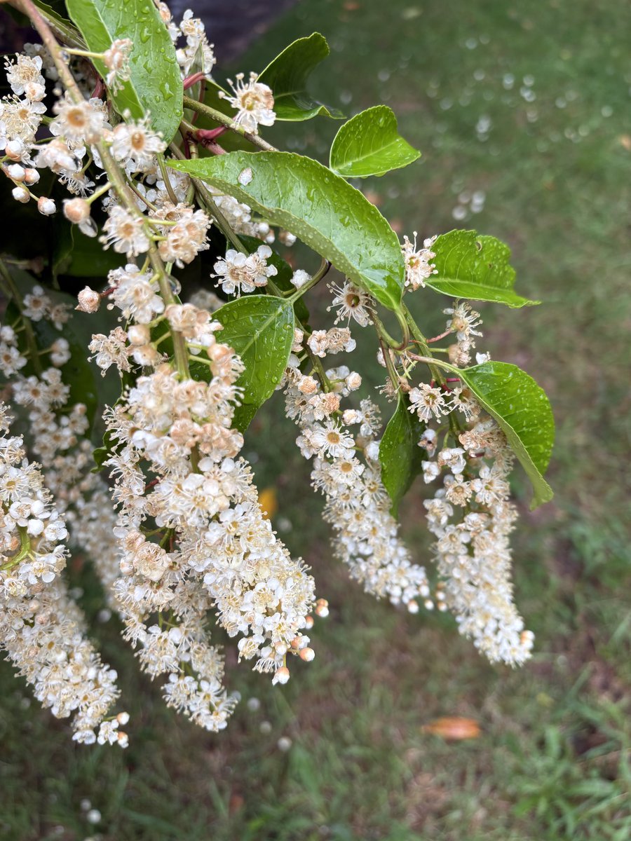 ExeterTrees's tweet photo. Portuguese laurel https://t.co/IspiPQCDoy