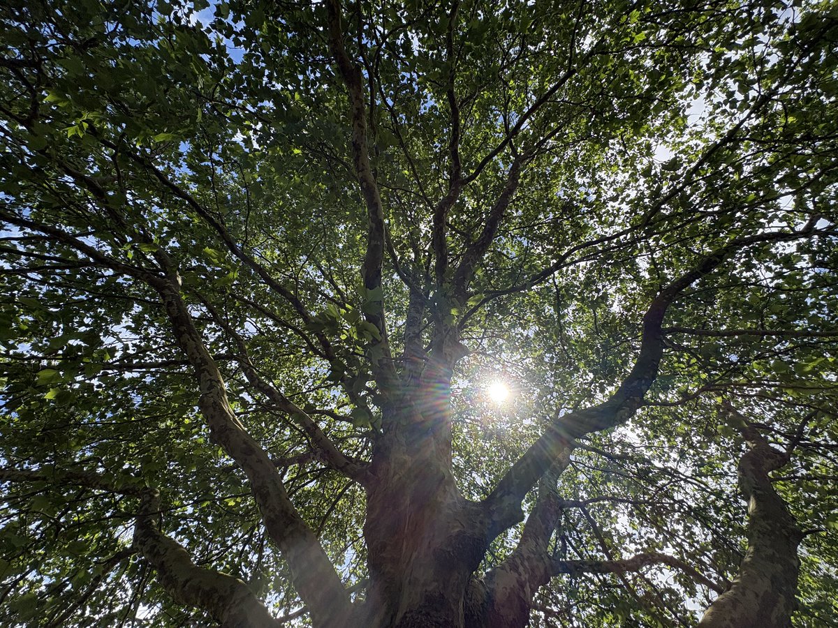 ExeterTrees's tweet photo. London plane tree https://t.co/VPC9EBPIkX