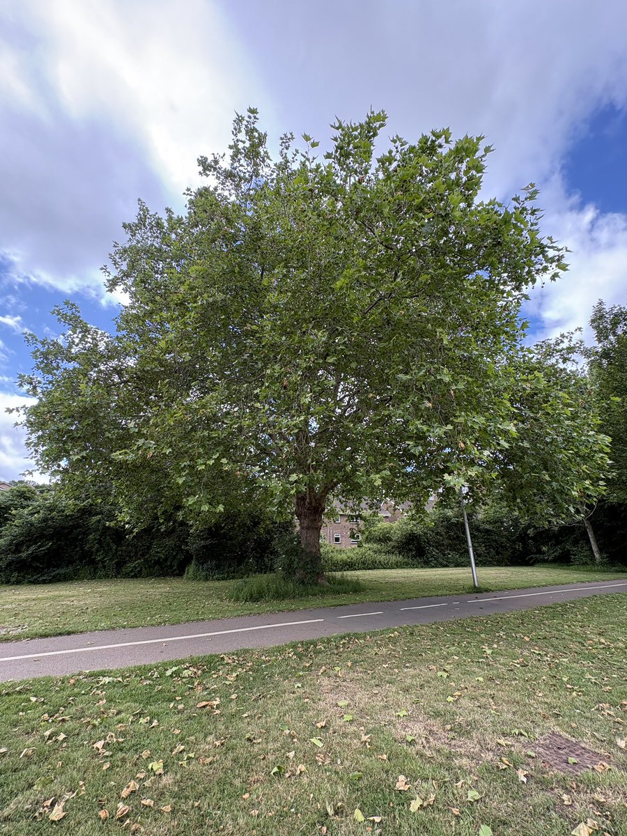 ExeterTrees's tweet photo. London plane tree https://t.co/VPC9EBPIkX