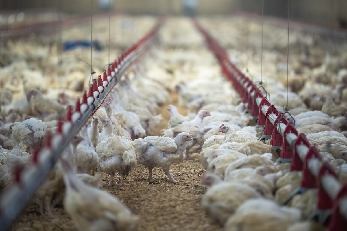 globebusiness's tweet photo. Chicken the latest protein to fall victim to high prices https://t.co/rR0kENMeuw https://t.co/c04wrsEzfG