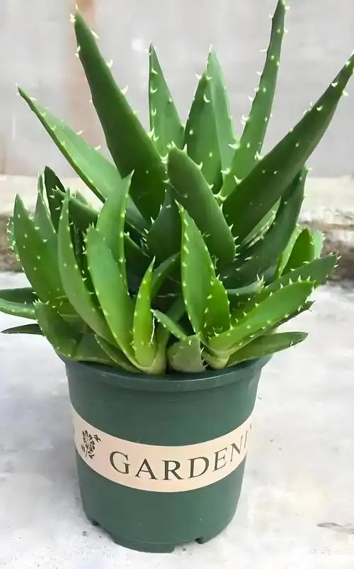 kookvriend's tweet photo. Turn an old glass jar into a cute desk planter! Just add soil, succulents, and some colorful pebbles. Simple upgrade for your workspace https://t.co/XYs6Uht4Fl