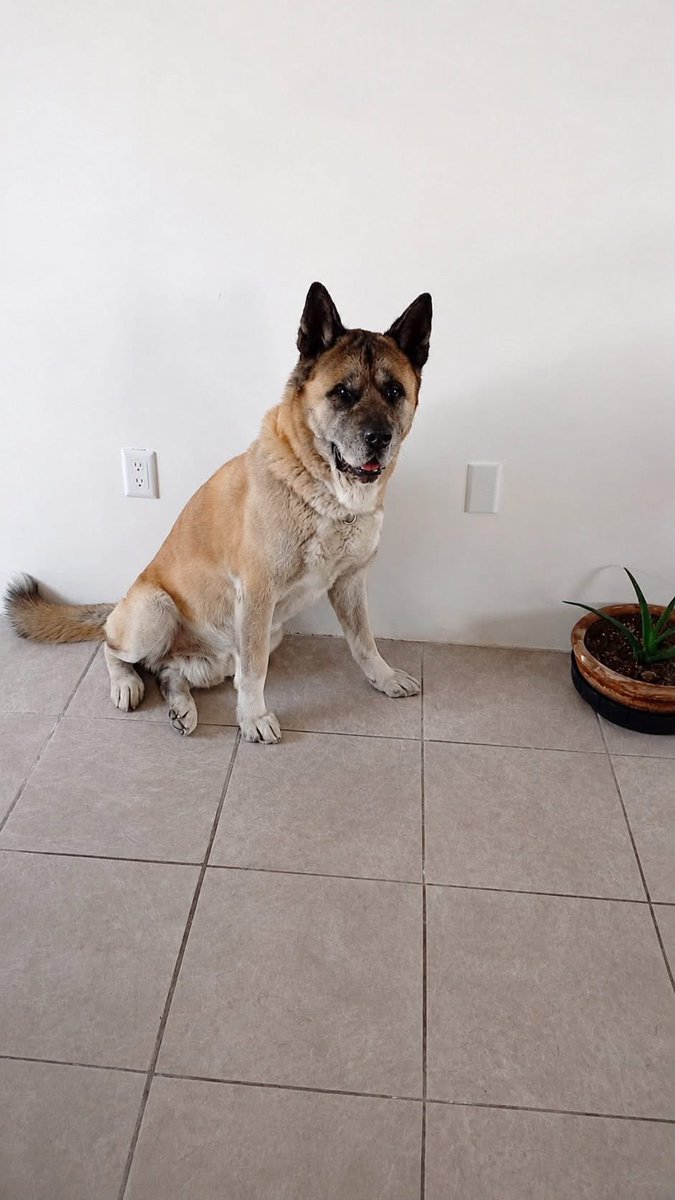 FundacionToby's tweet photo. Akita de 8 años busca hogar urgente 🥹

Contacto +1 (619) 666-8509 https://t.co/kS4sp3goIe