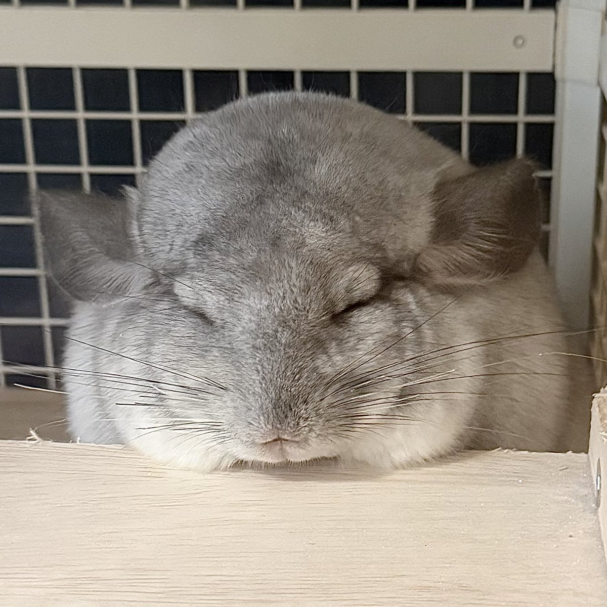 mwuwzl's tweet photo. 朝の溶けおもち

#チンチラ
#chinchilla https://t.co/K60ZSWr449