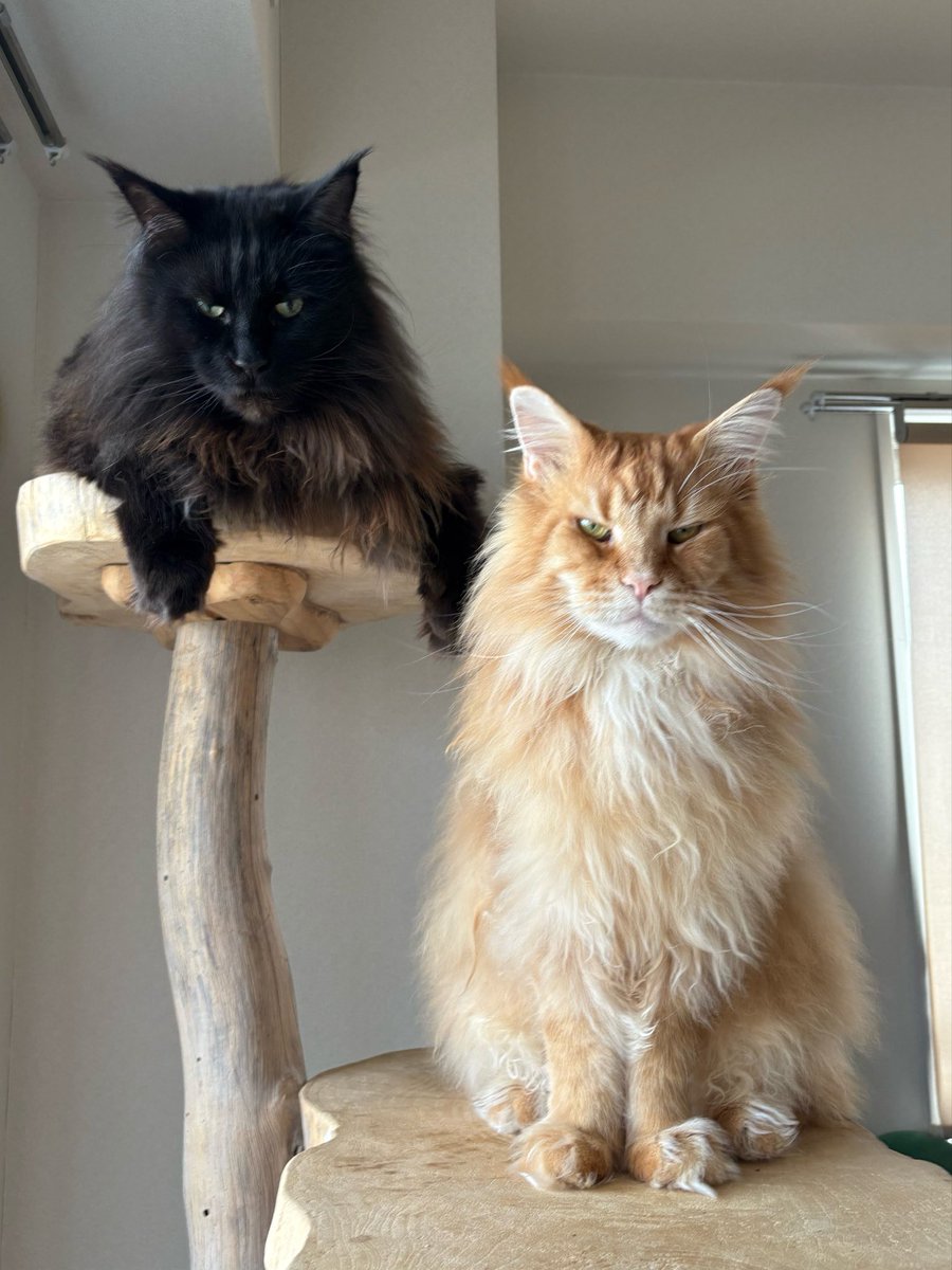 JJthemainecoon's tweet photo. 長毛飼いあるある。
特に夏、顔に張り付いた毛がなかなか取れず、頻繁に顔に付いた毛を摘んで取ろうとする🥴
鼻や目に入った毛がしゅるる〜って取れ時の爽快感よ!😂
#メインクーン #mainecoon #甚吉 #dimo https://t.co/Uz0szdidYW