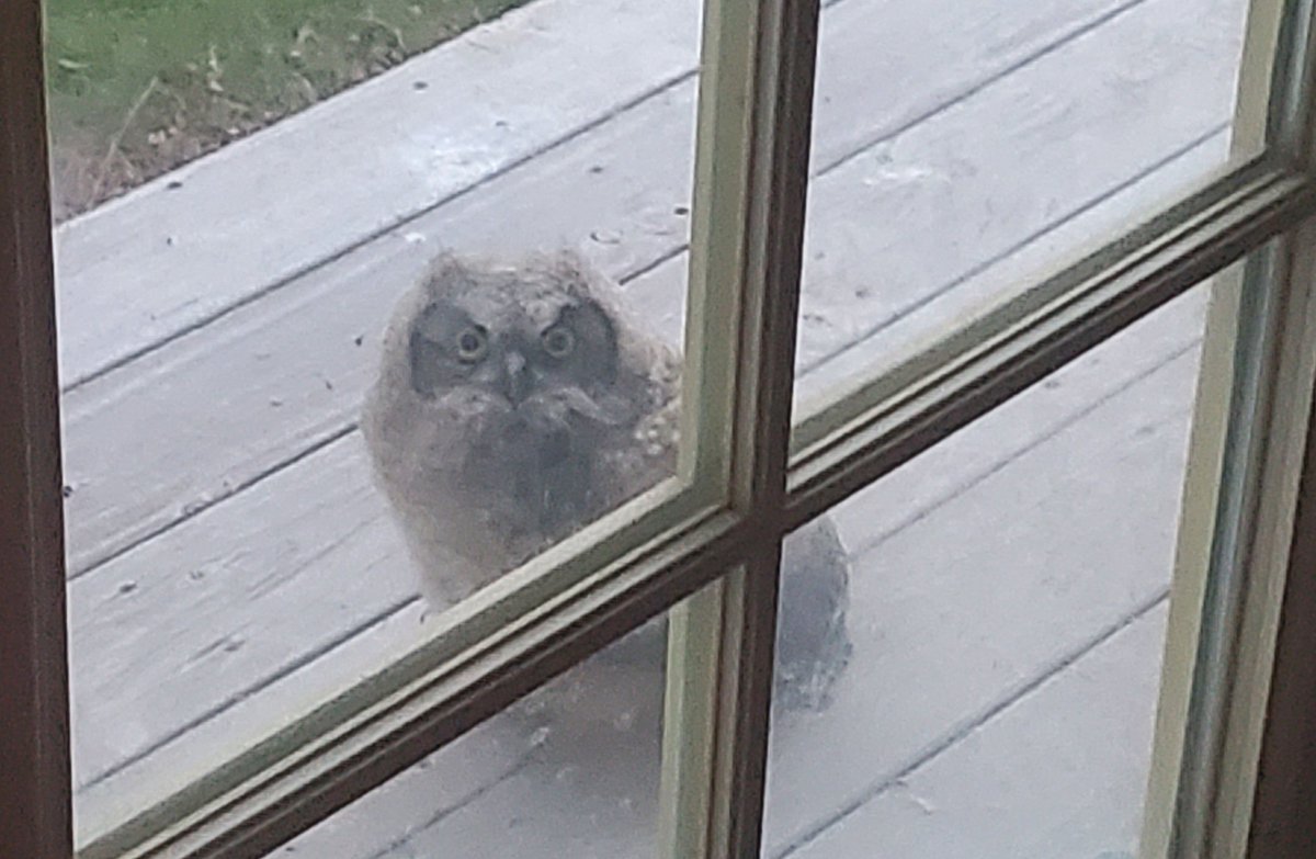 NVCommish's tweet photo. @Crazymoments01 I have 3 Great Horned Owlets keeping me awake at night! Actually luv it... https://t.co/mSMjNF0ss0