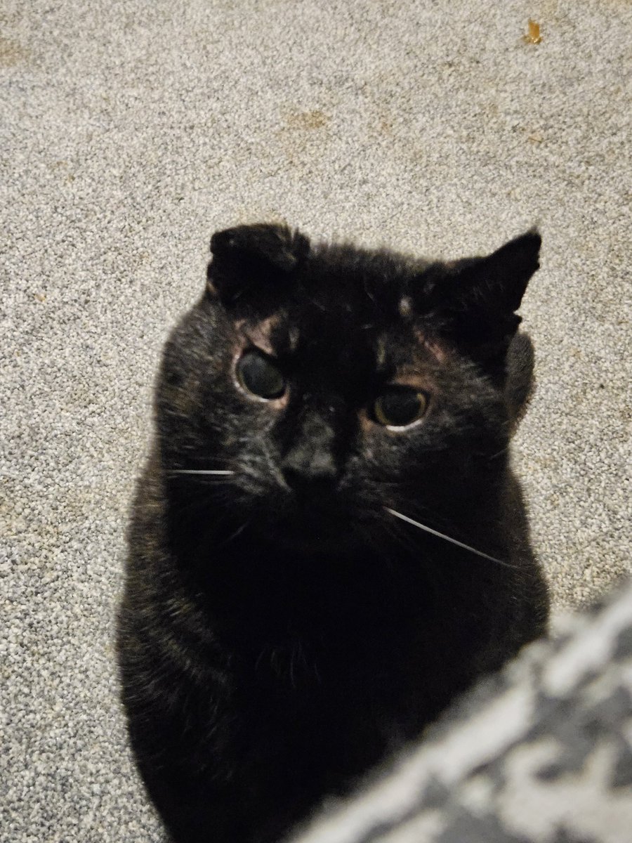 HurricaneHam's tweet photo. He looked like a sad slug.. so i booped him https://t.co/npCBFkBOWU