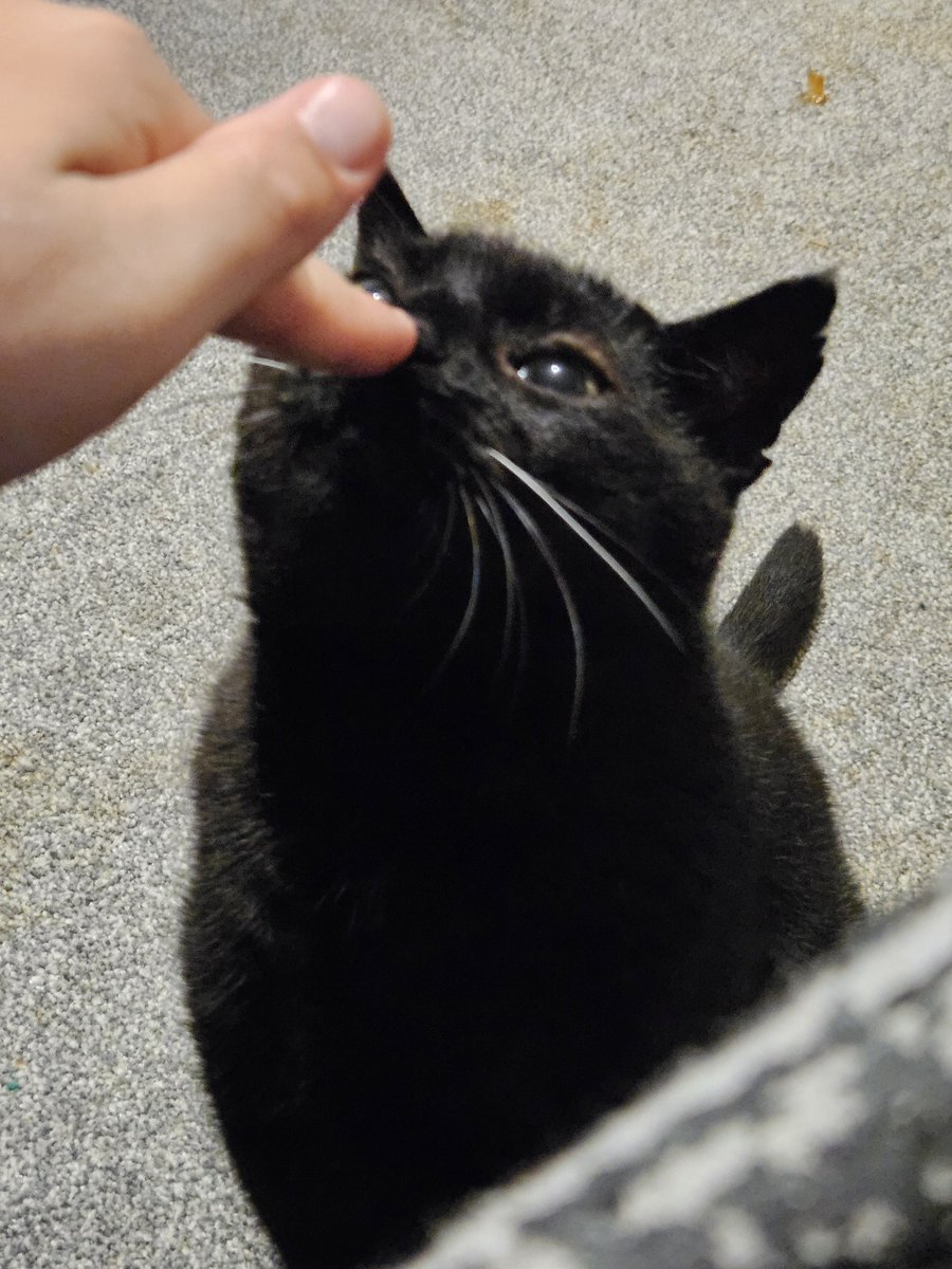 HurricaneHam's tweet photo. He looked like a sad slug.. so i booped him https://t.co/npCBFkBOWU