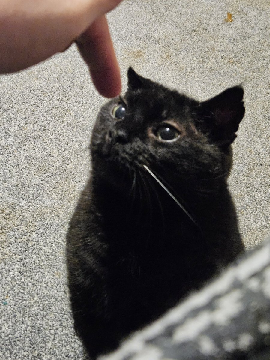 HurricaneHam's tweet photo. He looked like a sad slug.. so i booped him https://t.co/npCBFkBOWU