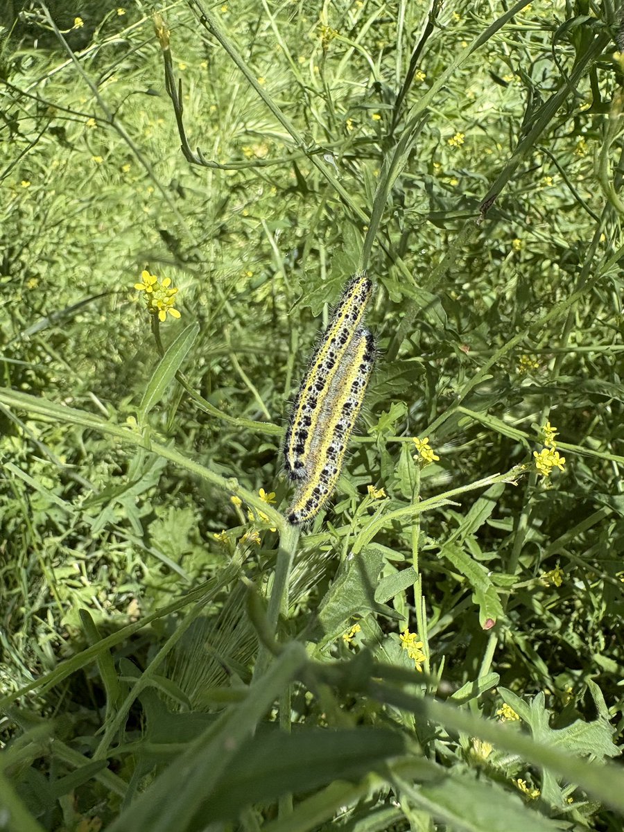 ExeterTrees's tweet photo. Lots of caterpillars feeding on hedge mustard https://t.co/oxmzMzvVT7