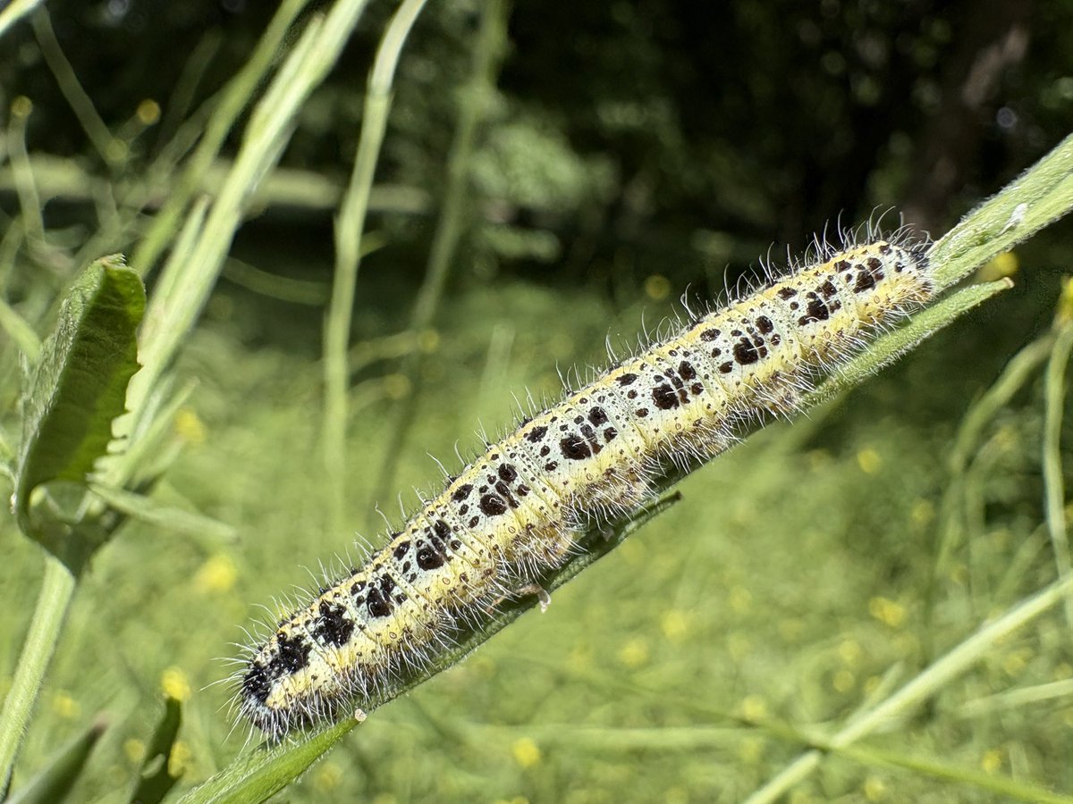 ExeterTrees's tweet photo. Lots of caterpillars feeding on hedge mustard https://t.co/oxmzMzvVT7