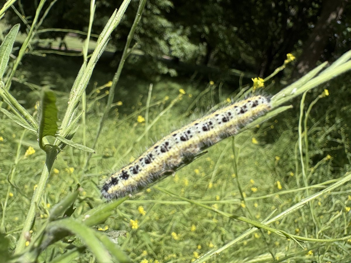 ExeterTrees's tweet photo. Lots of caterpillars feeding on hedge mustard https://t.co/oxmzMzvVT7