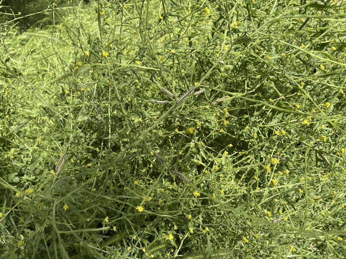 ExeterTrees's tweet photo. Lots of caterpillars feeding on hedge mustard https://t.co/oxmzMzvVT7