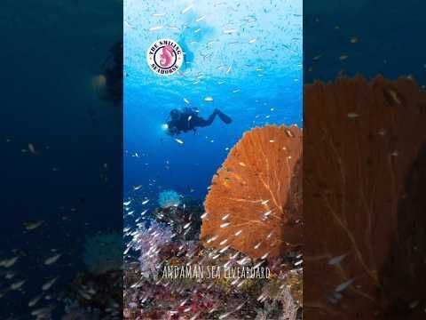 SmilingSeahorse's tweet photo. Our Latest video on Youtube: https://t.co/hV2kVTs6Qk https://t.co/Uo4YxZVymH
