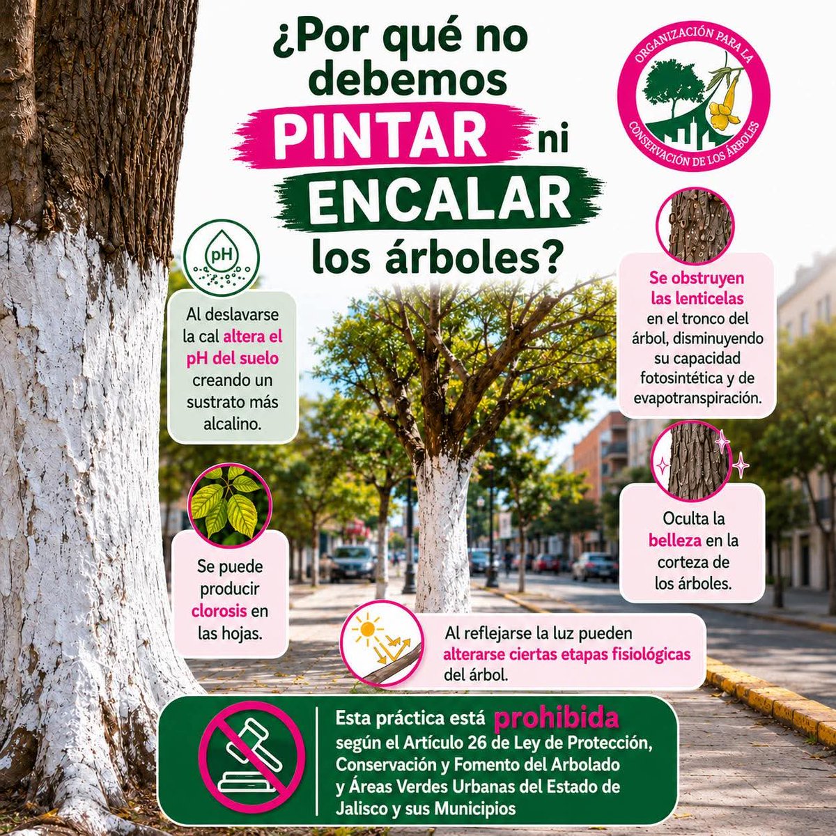 ArborismoC's tweet photo. 🤓 Un pequeño recordatorio. Repitan conmigo "No es bueno encalar árboles urbanos"
La fruticultura no aplica en los árboles de la ciudad
 #arboricultura #arbol #poda #derribo #mexico https://t.co/aQY5prKonR