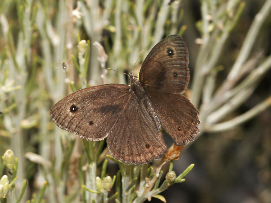 argentumdolorum's tweet photo. ㅤ
great basin wood-nymph (cercyonis sthenele) 🦋 ☆
ㅤ https://t.co/GNaQs0cGGB
