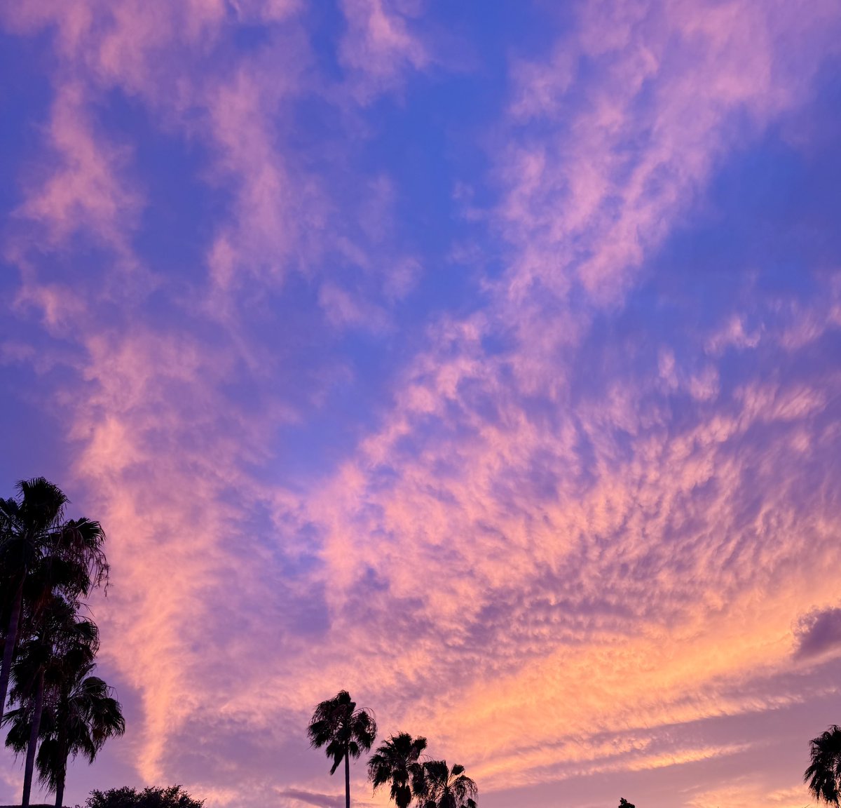 P00BeARs's tweet photo. Gods Canvas 🩷 #sky #FL #LoveFL https://t.co/FPm47n5ec2