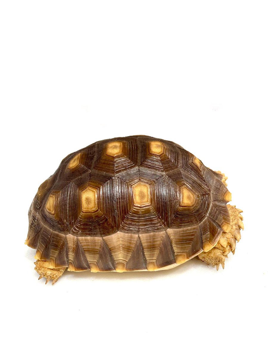 rep_elmer's tweet photo. 【生体紹介】
店主お気に入りのケヅメリクガメ🐢
ラスト1匹、極上にきれいです✨
つるんとなめらかでふっくらしていて
毎日見るたびうっとりしています🤤
よく食べてスクスク育っています◎
#ジャングルハンター京都 #ジャングルハンター静岡 https://t.co/KhZv9wfZRI