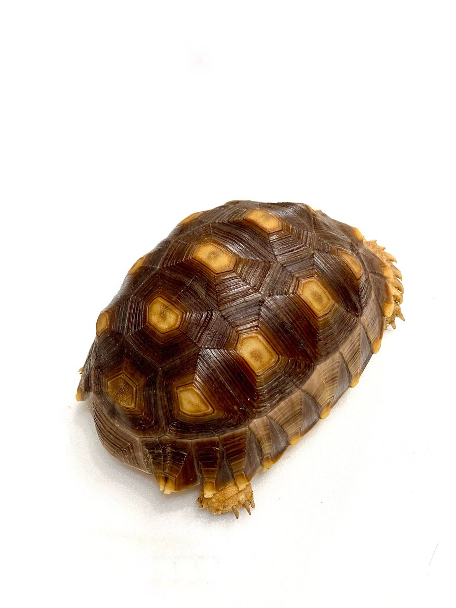 rep_elmer's tweet photo. 【生体紹介】
店主お気に入りのケヅメリクガメ🐢
ラスト1匹、極上にきれいです✨
つるんとなめらかでふっくらしていて
毎日見るたびうっとりしています🤤
よく食べてスクスク育っています◎
#ジャングルハンター京都 #ジャングルハンター静岡 https://t.co/KhZv9wfZRI